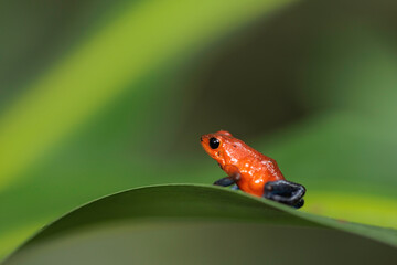 Blue-Jeans frog a.k.a strawberry frog (Oophaga pumilio / Dendrobates pumilio) perching on a green leaf in Horquetas, Heredia, Sarapiqui, Costa Rica