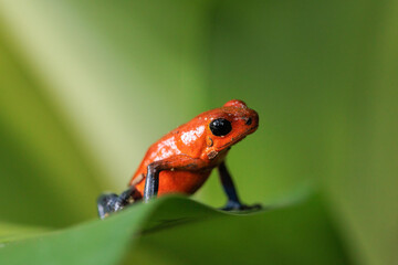 Blue-Jeans frog a.k.a strawberry frog (Oophaga pumilio / Dendrobates pumilio) perching on a green leaf in Horquetas, Heredia, Sarapiqui, Costa Rica