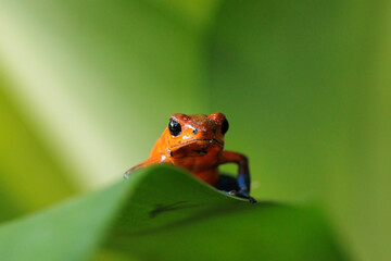 Blue-Jeans frog a.k.a strawberry frog (Oophaga pumilio / Dendrobates pumilio) perching on a green leaf in Horquetas, Heredia, Sarapiqui, Costa Rica