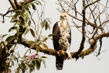 Juvenile ornate hawk-eagle (Spizaetus ornatus) perching on a branch in Tenorio national park, Costa Rica
