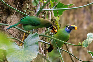 Emerald toucanets (Aulacorhynchus prasinus) perching on a branch and eating in Santa Elena cloud forest, Costa Rica