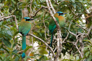 Couple of beautiful Lesson's motmots (Momotus lessonii) perching on branches near Santa Elena cloud...