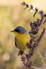 Gray-crowned Yellowthroat (Geothlypis poliocephala) perching on a branch with pink flowers in Curi Cancha reserve, Costa Rica