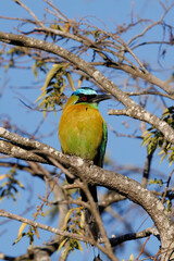 Lesson's motmot (Momotus lesson) perching on a branch near Santa Elena cloud forest in Costa Rica