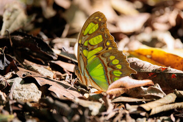 Malachite butterfly (Siproeta stelenes) standing on the ground in Curi cacha reserve park, Costa Rica