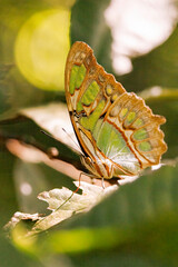 Malachite butterfly (Siproeta stelenes) perching on a green leaf in Curi cacha reserve park, Costa Rica