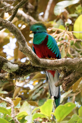 Resplendent quetzal (haromachrus mocinno)  perching on a branch in Curi Cancha wildlife refuge, Costa Rica