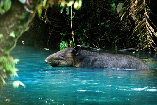 Baird's tapir (Tapirus bairdii) swimming in Rio Tenorio river in Tenorio national park, Costa Rica