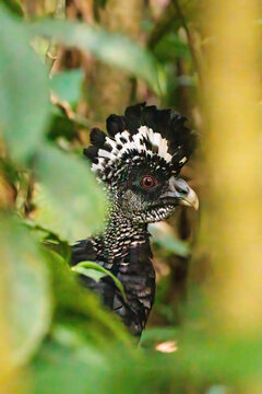 Great curassow (Crax rubra) wandering through the forest in Tenorio national park, Costa Rica