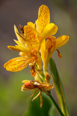 close up of a beautiful yellow canna lily, Indian shot (Canna indica) in early summer bloom