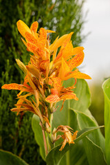 close up of a beautiful yellow canna lily, Indian shot (Canna indica) in early summer bloom