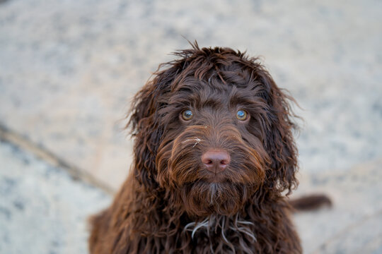 close-up of a pink-nosed red brown cockapoo puppy, eyes focused on the camera