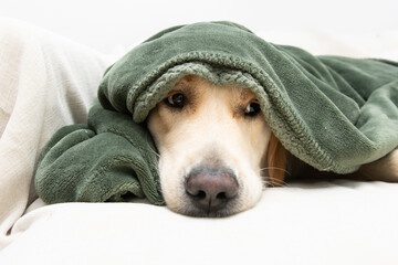 Cute golden retriever dog covered with a green blanket on winter or autumn season. sickm illness or...