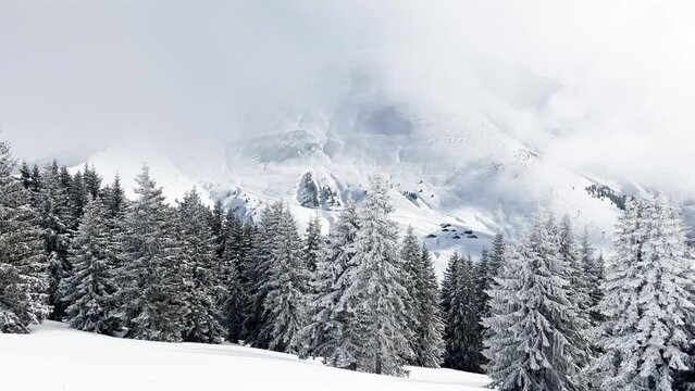 View of mountains with fir forest in clouds after snowfall