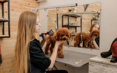 Female groomer brushing hair of Teacup poodle dog hair with comb after bathing at grooming salon. Woman pet hairdresser doing hairstyle in veterinary spa clinic - obrazy, fototapety, plakaty