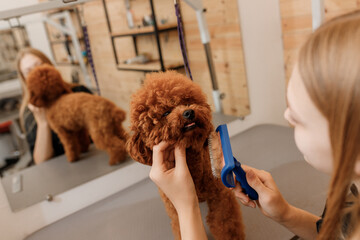 Close-up of female groomer brushing hair of Teacup poodle dog hair with comb after bathing at grooming salon. Woman pet hairdresser doing hairstyle in veterinary spa clinic