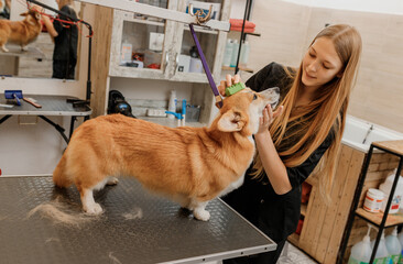 Woman groomer combing fur of Welsh Corgi Pembroke dog with comb after bathing and drying at grooming salon. Woman pet hairdresser doing hairstyle in veterinary spa clinic