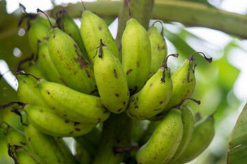 Unripe bananas in the jungle close up
