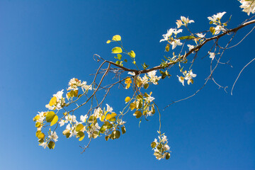 flower branch on sky