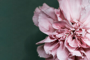 pink carnation