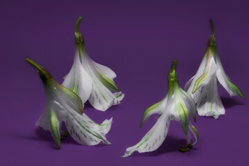 Dancing lilies on purple