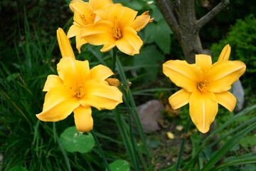 Yellow beautiful garden flowers. Pollen and stamens. Perennial plants. Summer in the garden.