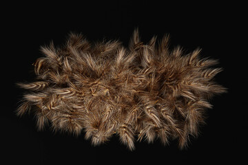 Feathers isolated on black background. Birds plumage close up. 3D render illustration.