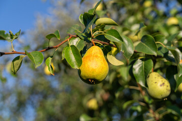 Growing ripe pears on a tree in a garden, blurred green and blue background
