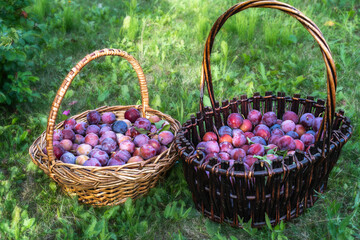Fototapeta na wymiar Harvest in a basket, fresh plums in the summer garden, in countryside.