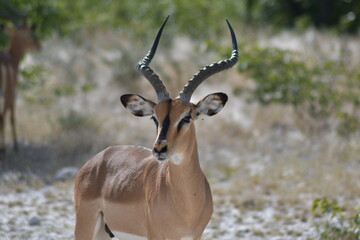 impala in the savannah