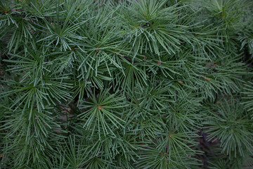 Branches of coniferous trees in close-up. Natural background.