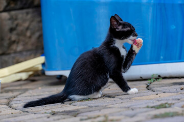 Young Kittens Eat Their Food And Clean Themselves In an Urban Environment