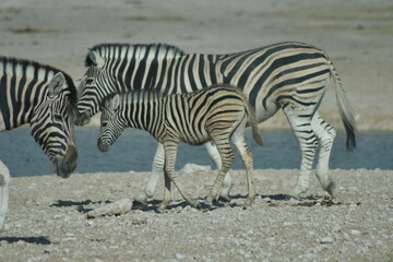 Obraz na płótnie Canvas zebra crossing the road