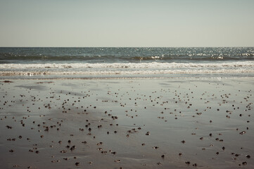 Lugworm, arenicola marina, sand casts on Shanklin Beach, Isle of Wight