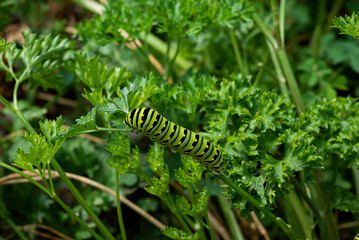 Black swallowtail caterpillar feeding on flat leaf parsley. Also known as Papilio polyxenes, it is found throughout much of North America. It is the state butterfly of Oklahoma and New Jersey.