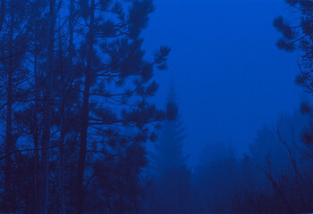 Blue Forest aesthetic pine trees Film analog