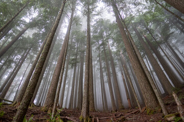 Mt Hood Foggy Forest