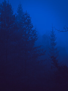 Blue Forest Aesthetic Pine Trees Film Analog