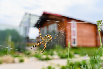 A huge light spider in the garden against the backdrop of a garden house. Selective focus on the spider.