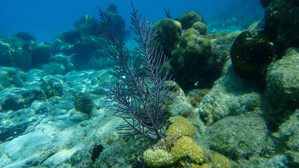 Fototapeta na wymiar Colonial soft coral bipinnate sea plume or forked sea feather (Antillogorgia bipinnata) undersea, Caribbean Sea, Cuba, Playa Cueva de los peces 