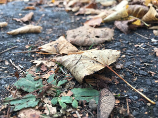 Autumn leaves on the floor in the park