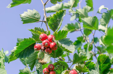 Fototapeta premium Hawthorn fruits on tree branches. Bunches of hawthorn on a background of blue sky. Gardening