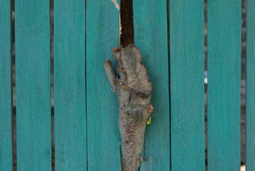 wooden texture of a green wall of a fence and a gray tree branch between boards on the street