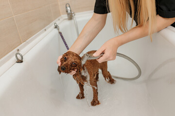 Professional skilled groomer carefully wash the teacup Poodle dog in bath, before grooming procedure