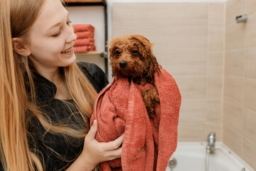 Professional skilled groomer carefully wiping with a towel after bathing teacup Poodle dog in bath,...