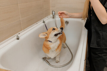 Professional skilled groomer carefully wash the funny Welsh Corgi Pembroke dog in bath, before grooming procedure