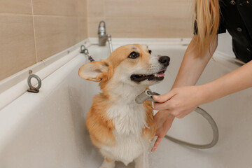 Professional skilled groomer carefully wash the funny Welsh Corgi Pembroke dog in bath, before grooming procedure