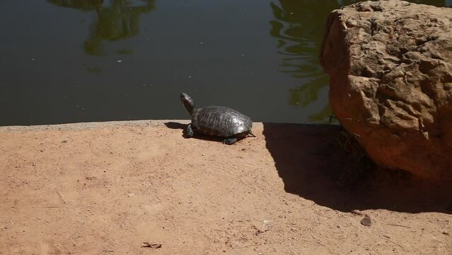 Single Turtle Bathes in Sunlight Along Ponds Edge