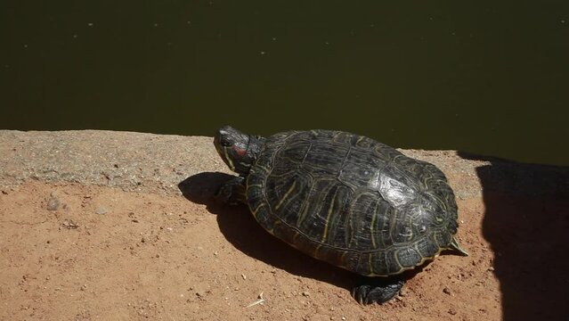 Turtle Chillin' At Little Turtle Beach
