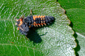 Cannibalism with the larva of a Harlequin ladybird beetle, Harmonia axyridis, eating a larva of the same species